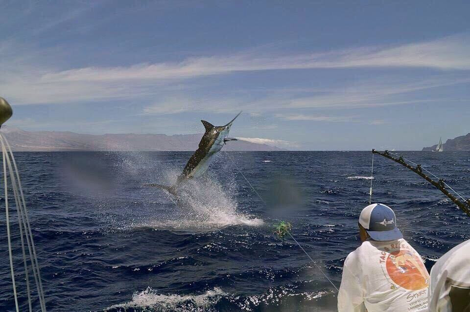 Marlin jumping from ocean near fishing boat