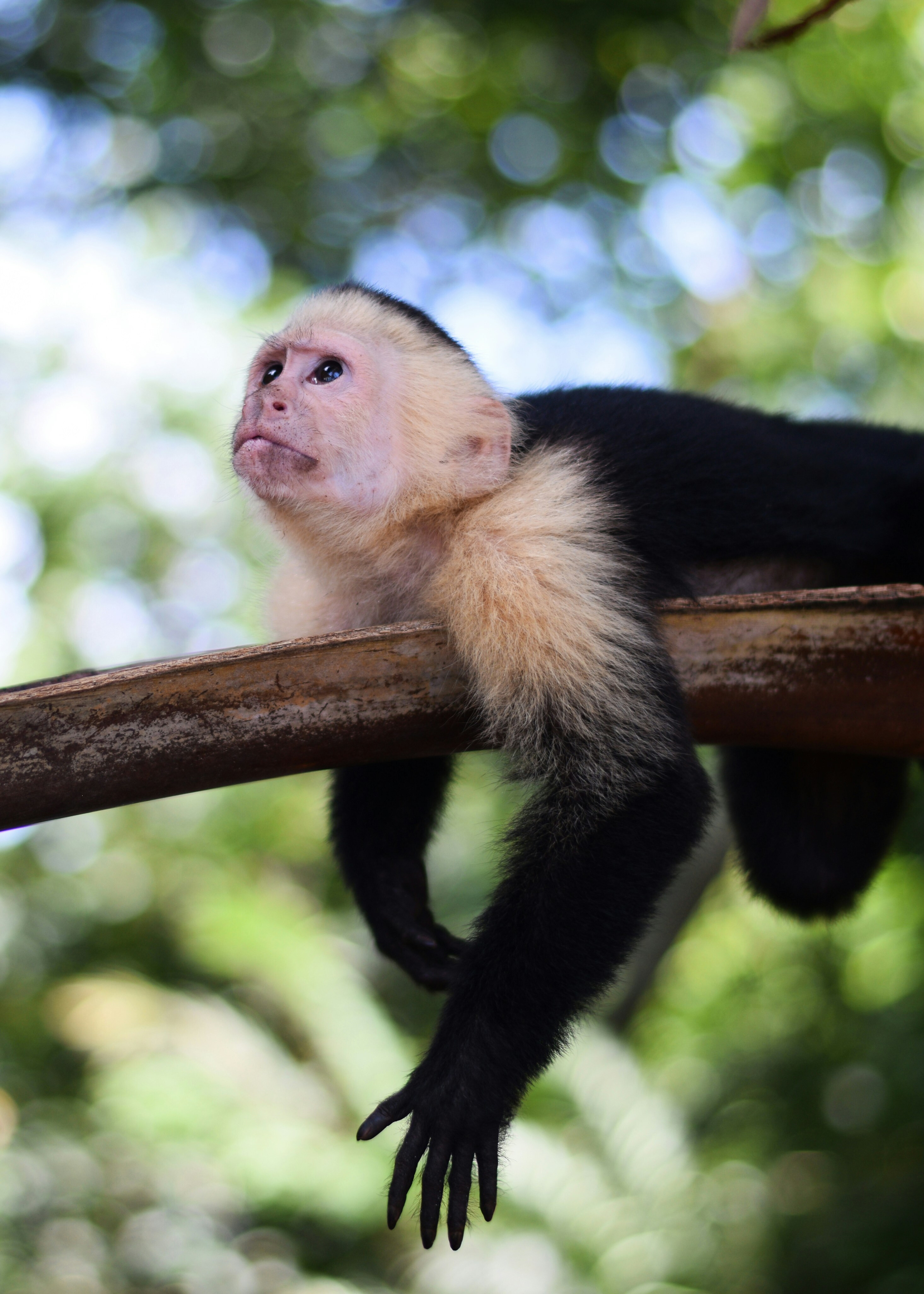 Spider Monkey Costa Rica